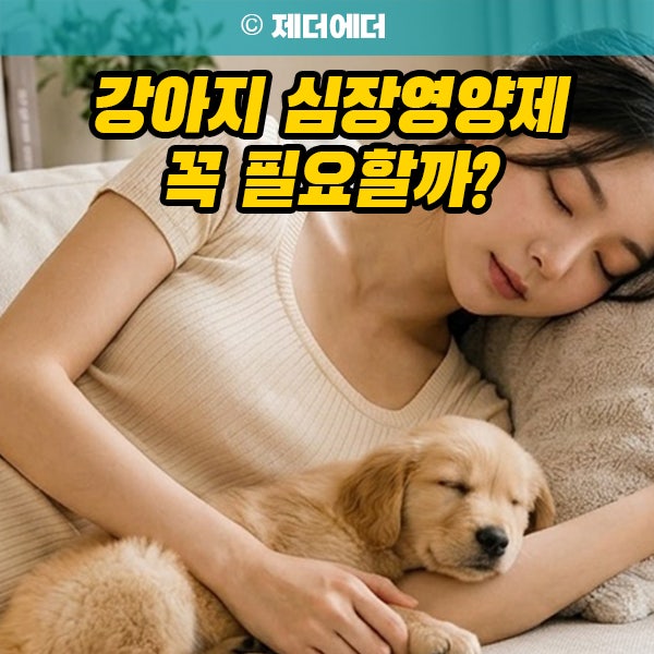 강아지 심장영양제 꼭 필요할까? 후코이단 심장병 관리 전 알아야 할 기준