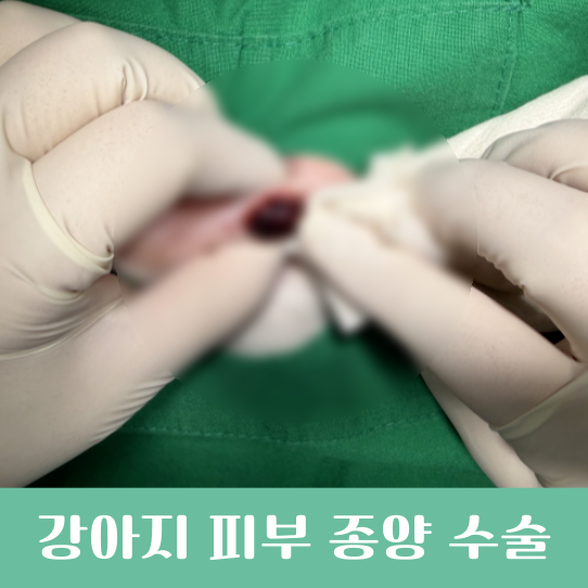 청주 강아지 피부 종양, 청주 피부 종양 수술, 강아지 피부 종양 수술, 청주 가경동 동물병원