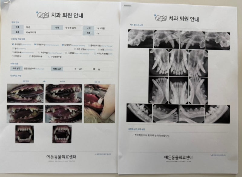 [강아지 건강검진 2편] 파주동물병원 예든동물의료센터 리얼 강아지스케일링후기 & 비용! (+....