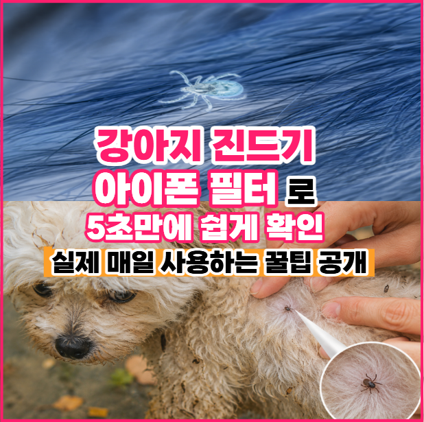 산책 후 꼭 확인! 강아지 진드기, 아이폰으로 쉽게 확인하는 필터 꿀팁