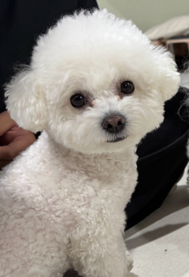 [강아지 건강검진 1편] 파주동물병원 예든동물의료센터! 안심되는 강아지 스케일링 추천 후....