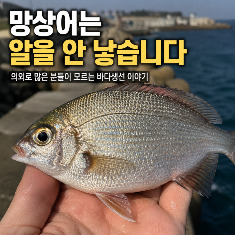 방파제에서 흔한 망상어, 사실은 새끼를 낳는 물고기입니다