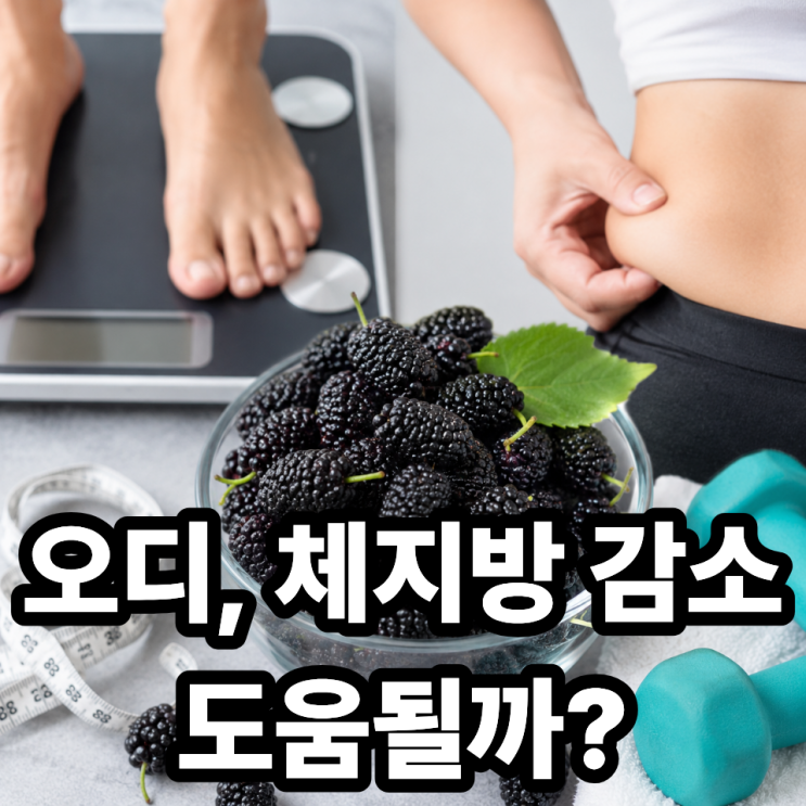  오디 다이어트 효과 진짜일까? 체중 감량 후기 분석