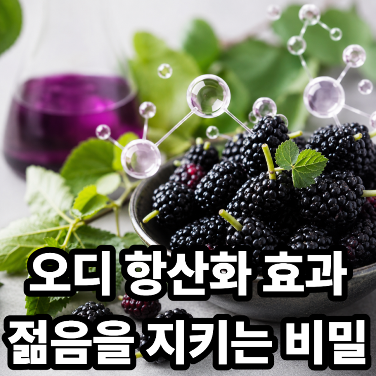  오디 항산화 효과, 젊음을 지키는 슈퍼푸드 