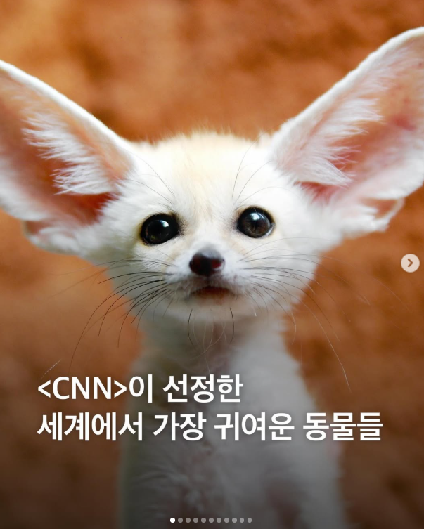  <CNN>이 선정한 세계에서 가장 귀여운 동물들