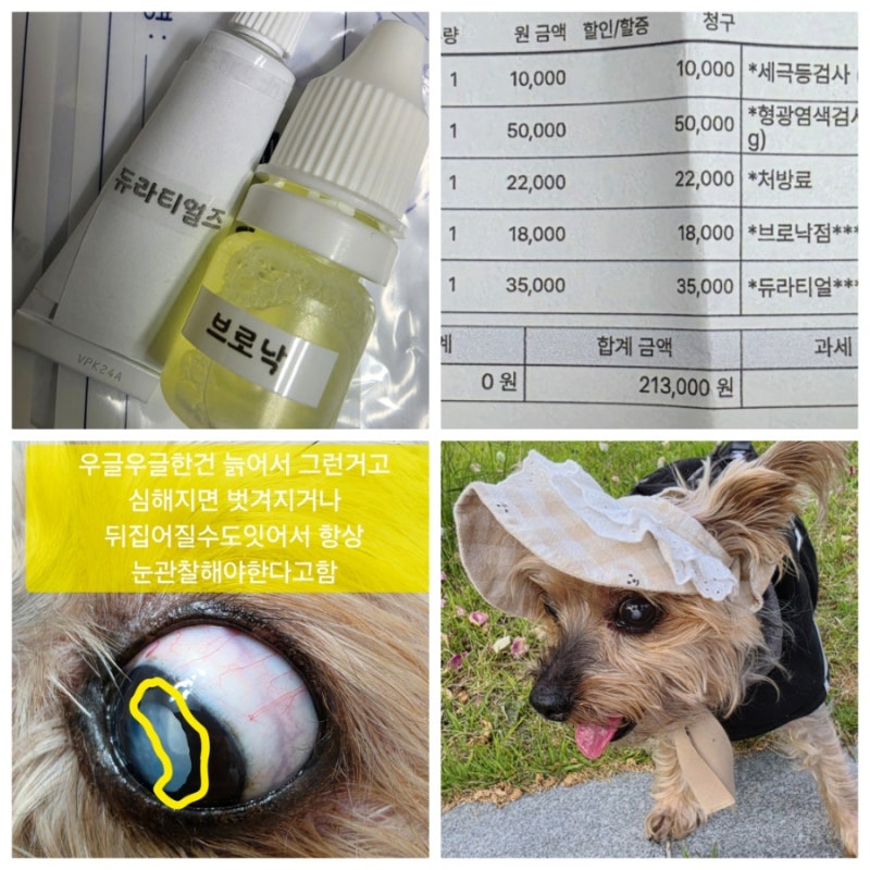 강아지 안과 진료 비용, 백내장, 결막염 후기, 옵타낙 브로낙 안약 처방) 병원에서 눈적출한 ....