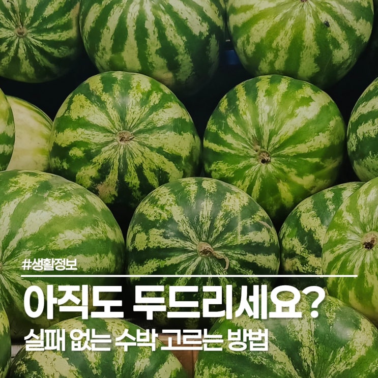  설탕 수박 당첨! 맛있는 수박 고르는 방법 딱 두 가지만 보고 집어오세요