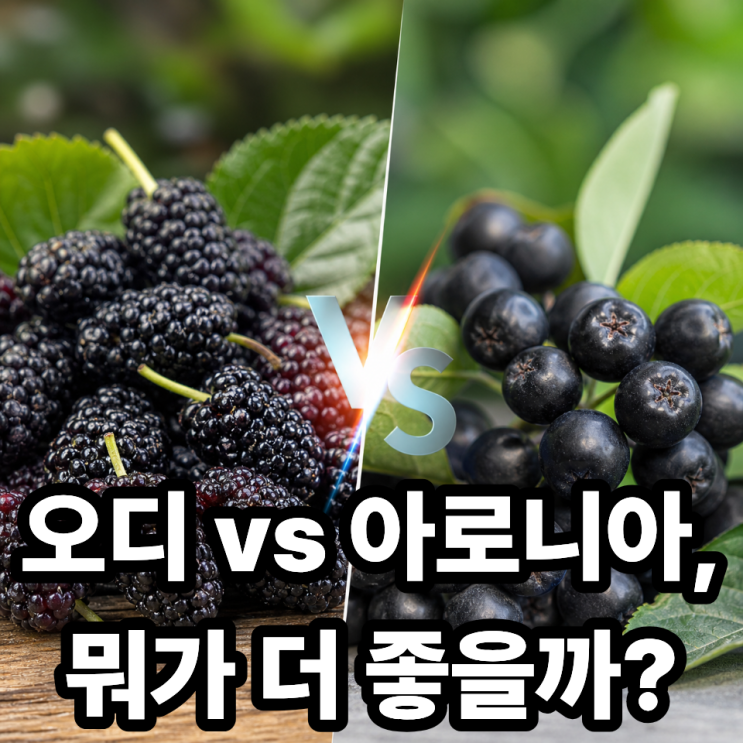  오디 vs 아로니아 비교, 어떤 게 더 좋을까? 건강 효능 차이 완벽 정리