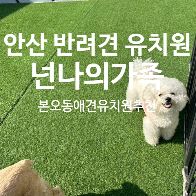 넌나의가족 애견유치원 애견훈련 교육센터