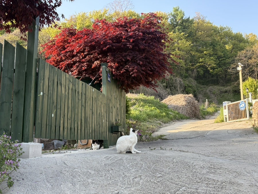 콩제 사진 4