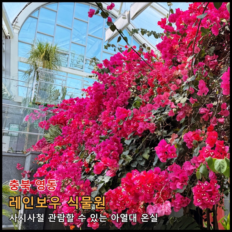  [영동]  레인보우 힐링 관광지 내 사시사철 관람할 수 있는 아열대 온실 '레인보우 식물원'
