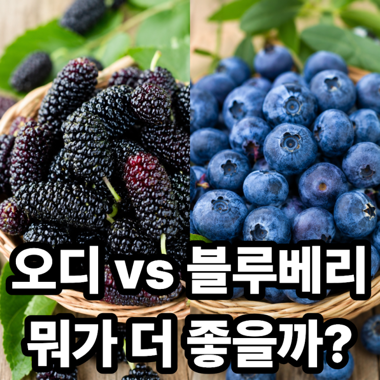  오디 vs 블루베리 차이｜어떤 과일이 더 좋을까? 제대로 비교