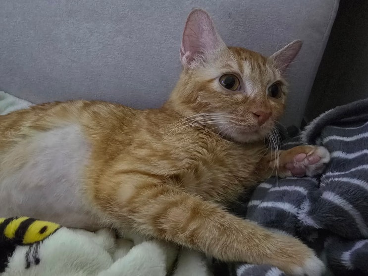  고양이 복막염 재발 신약 사용 기간과 상태 변화