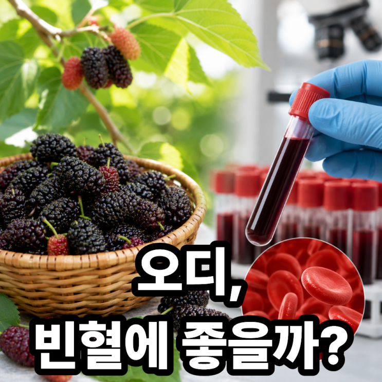  오디 빈혈 개선에 좋을까? 철분 함량과 효과 제대로 분석