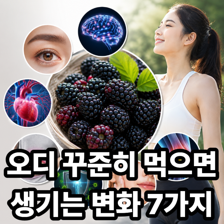  오디 꾸준히 먹으면 몸에 생기는 변화 7가지 (효능 총정리)