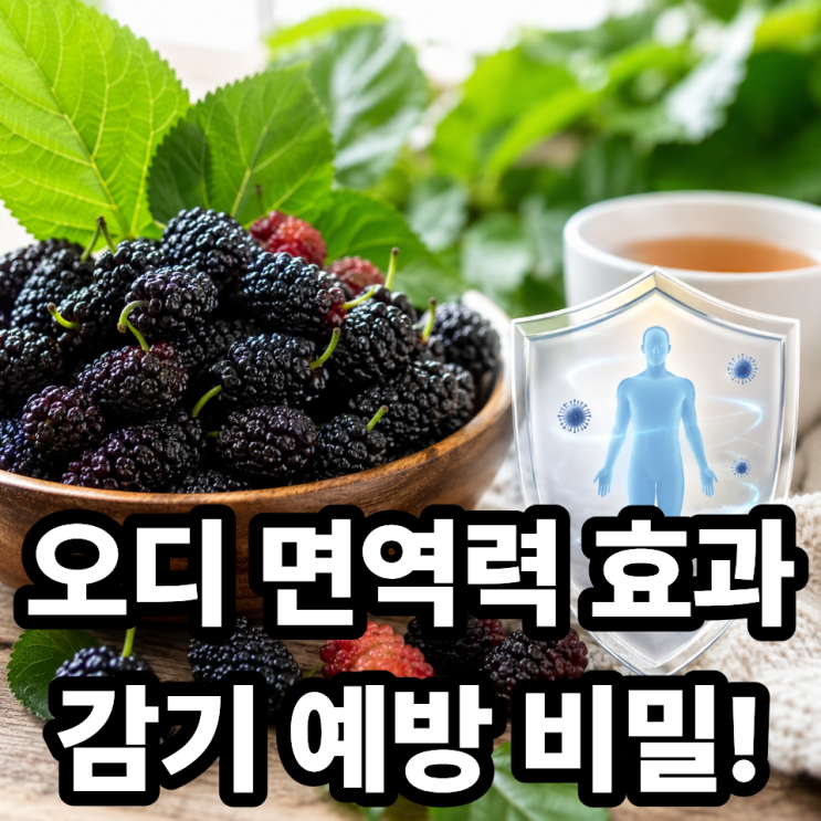  오디와 면역력, 감기 예방에 효과 있는 이유 