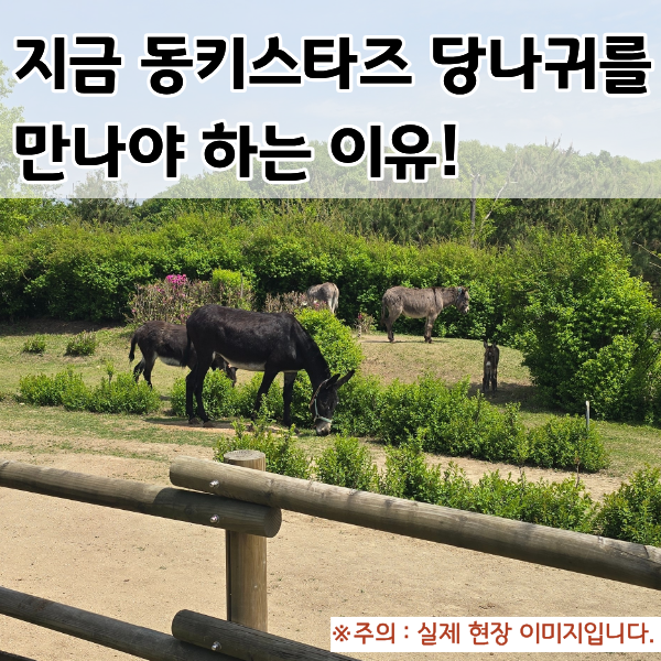  당나귀랑 친구 할래? 지금 '동키스타즈'를 꼭 가야 하는 이유!