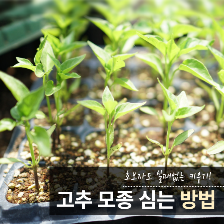 고추모종심는시기 방법 키우기