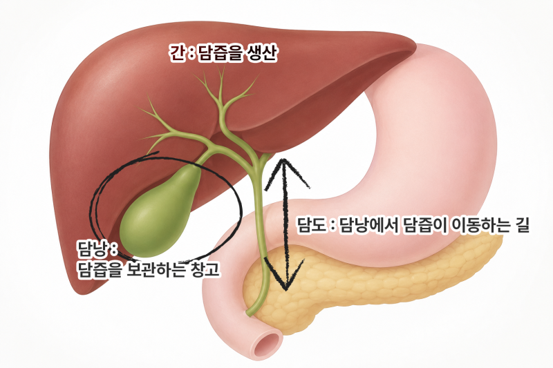 담낭과 담도, 간을 설명하는 이미지