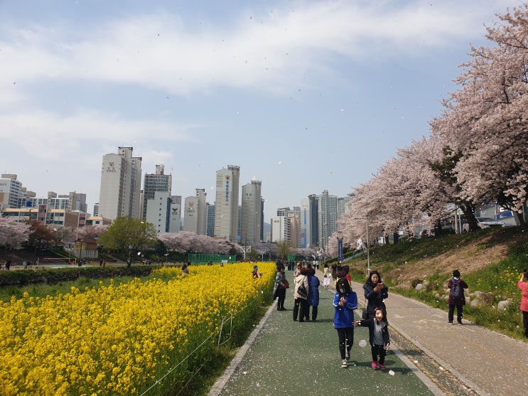  온천천 시민공원 산책｜부산 도심 하천길, 반려견·접근성 팁