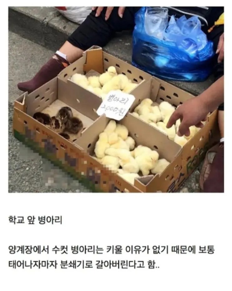  알고보니 동물복지였던 문화