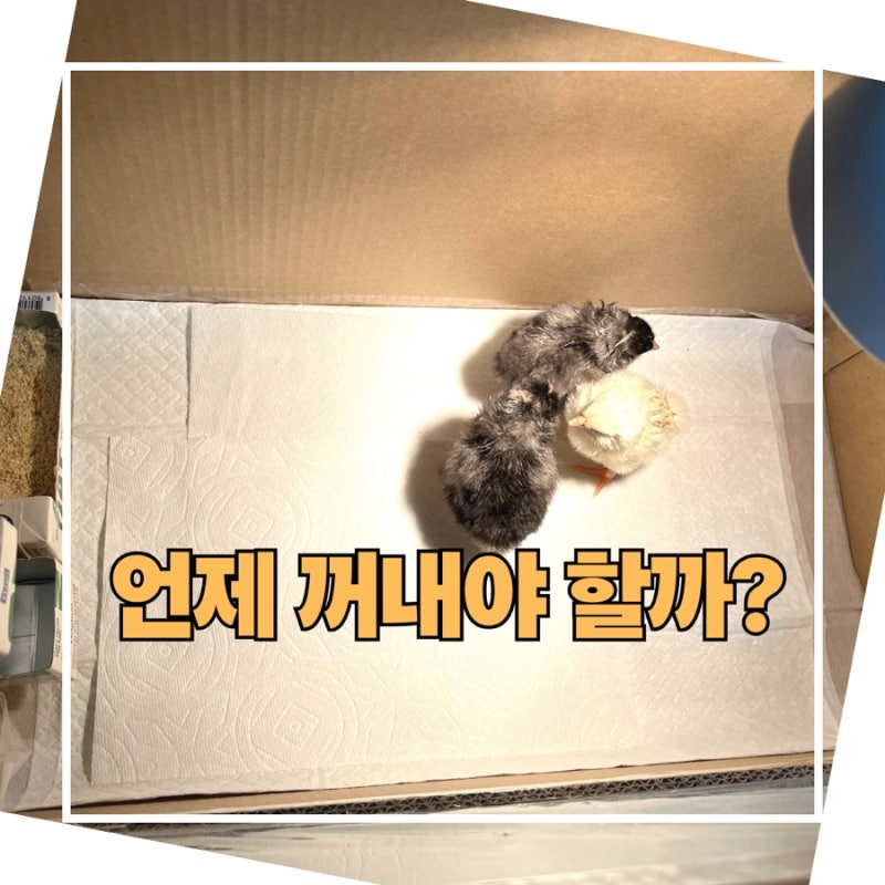 병아리 부화 직후 관리법 총정리｜언제 꺼내야 할까? 물·먹이·육추기 세팅까지