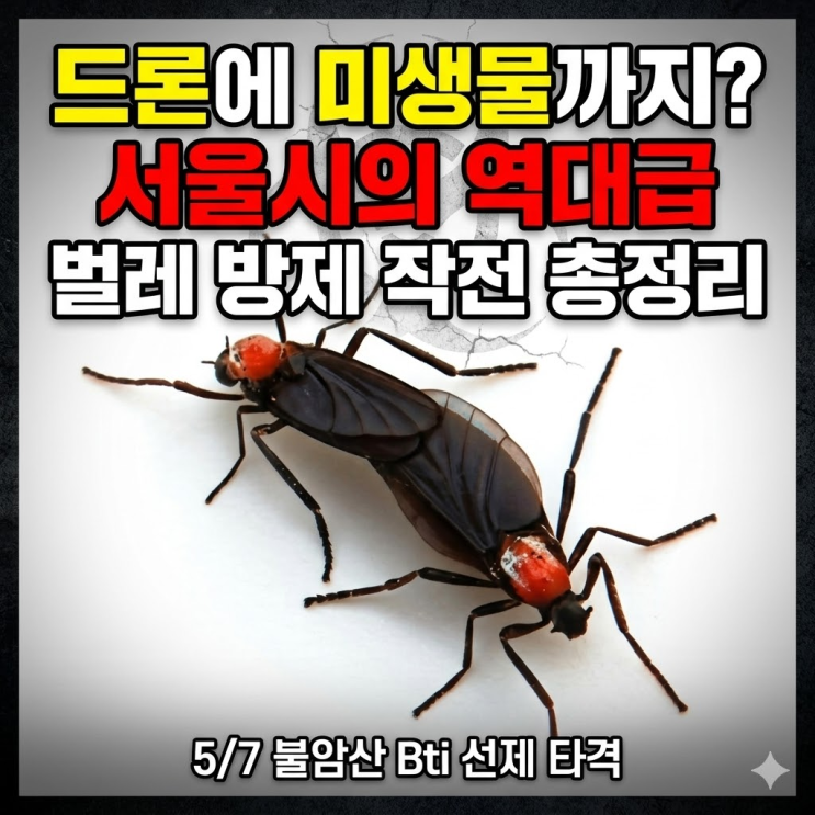  "작년 벌레 떼 이제 안녕" 서울시 러브버그 선제 방제 3가지 비책 (5/7 업데이트)