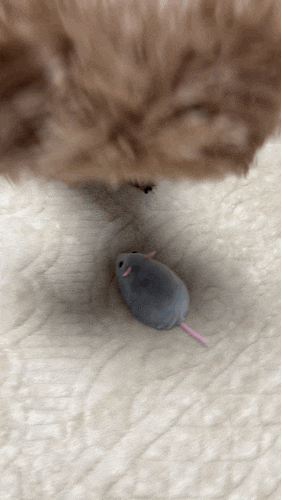 [다이소] 움직이는 생쥐 장난감. 쫄보 강아지 솔직후기