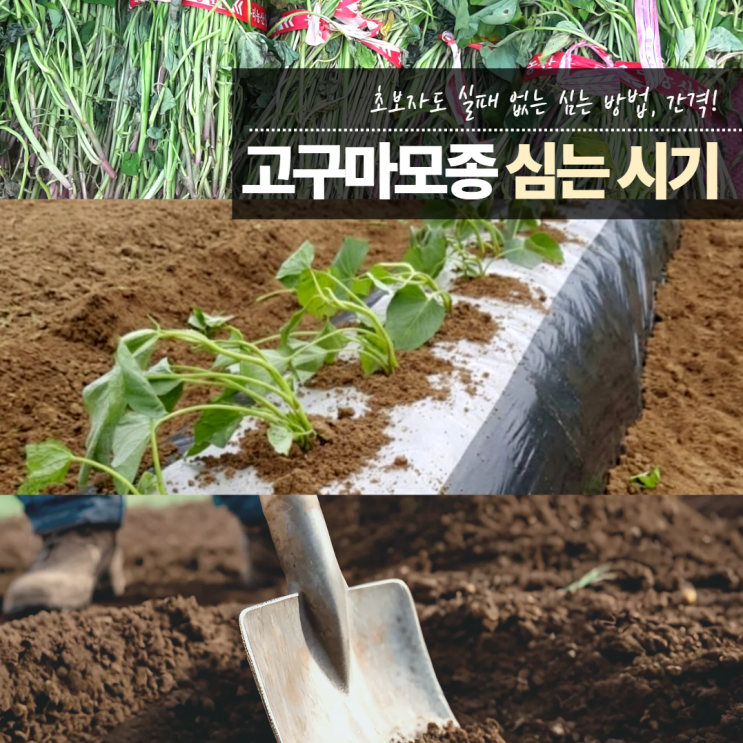  고구마모종심는시기 심는법 간격