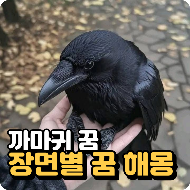 까마귀 꿈 자주 꾸는 이유… 까마귀가 나오는 장면별 의미 정리