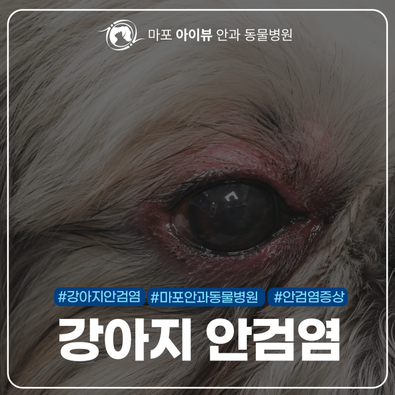 강아지 안검염 눈이 붓고 빨갛다면? 증상과 치료방법 마포 아이뷰안과 동물병원