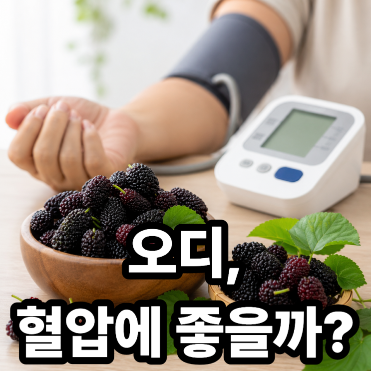  오디와 혈압  고혈압 환자에게 좋은 이유