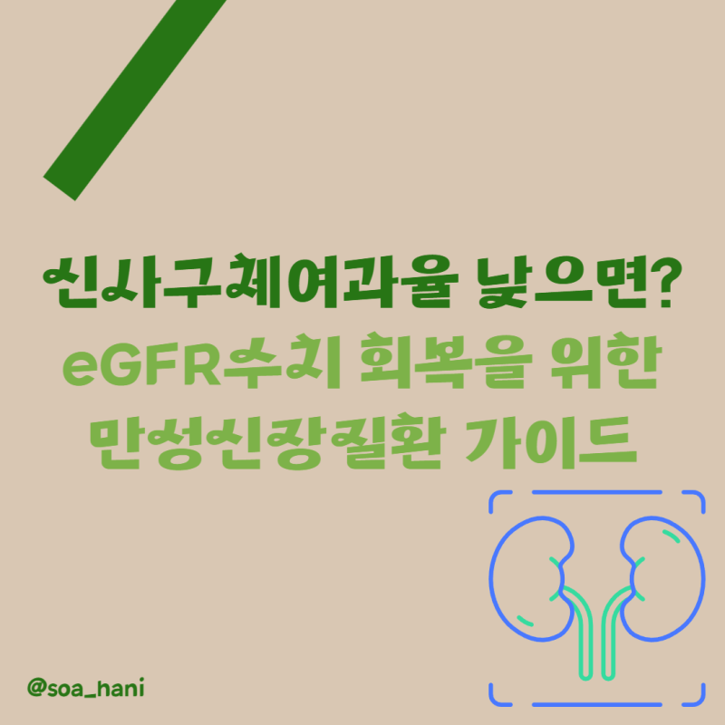 신사구체여과율 낮으면? eGFR수치 회복을 위한 만성신장질환 가이드