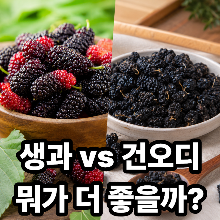  오디 먹는법 제대로 알고 드세요｜생과 vs 건오디 차이 완벽 비교