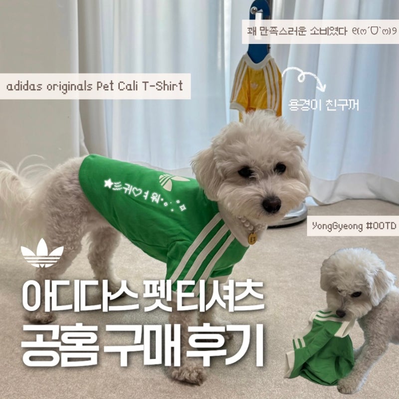 아디다스 오리지널스 펫 캘리 티셔츠 구매 후기(5kg 강아지, 사이즈 S 실측)