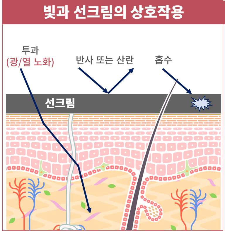 화학인을 위한 강의 : 선크림의 자외선 차단 원리 및 문제점