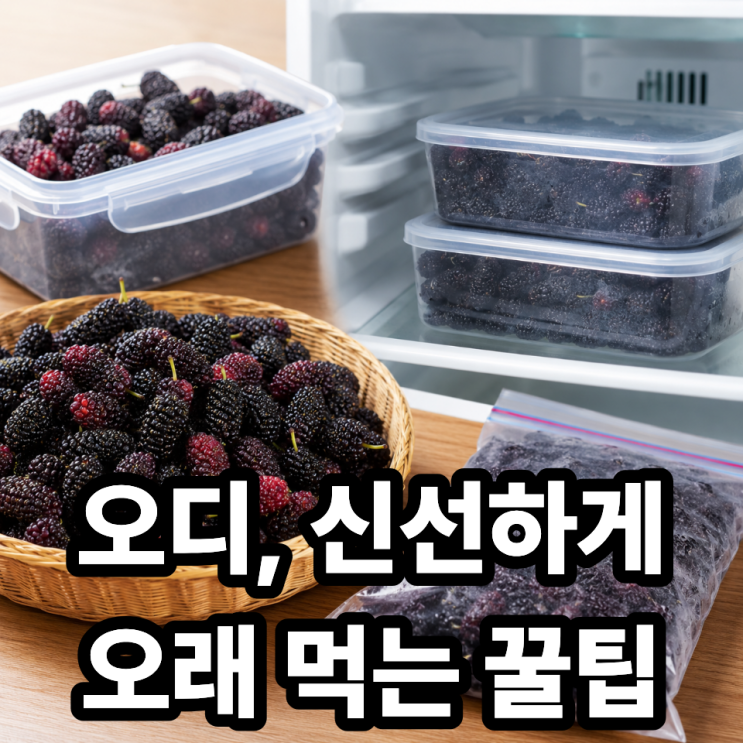  오디 보관법, 신선하게 오래 먹는 꿀팁 총정리 