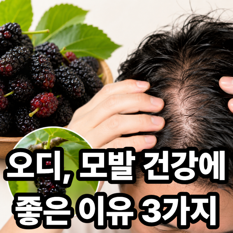  오디와 탈모, 모발 건강에 도움 될까? 효능부터 섭취법까지 총정리