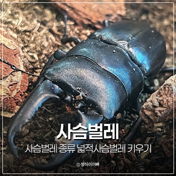 사슴벌레 종류 넓적사슴벌레 키우기 채집 수명 먹이 암컷 구분방법