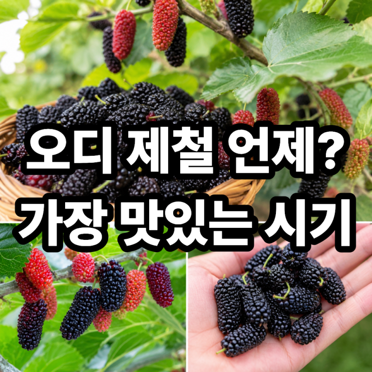  오디 수확철  제철 시기 언제 먹어야 가장 좋을까?
