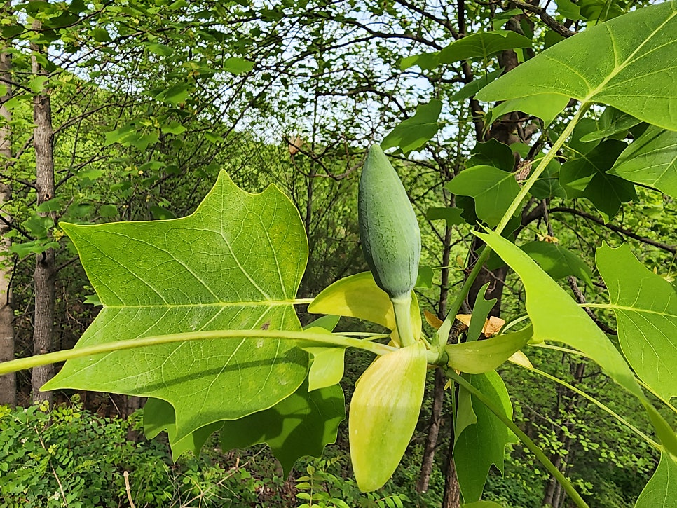백년황태 사진 5