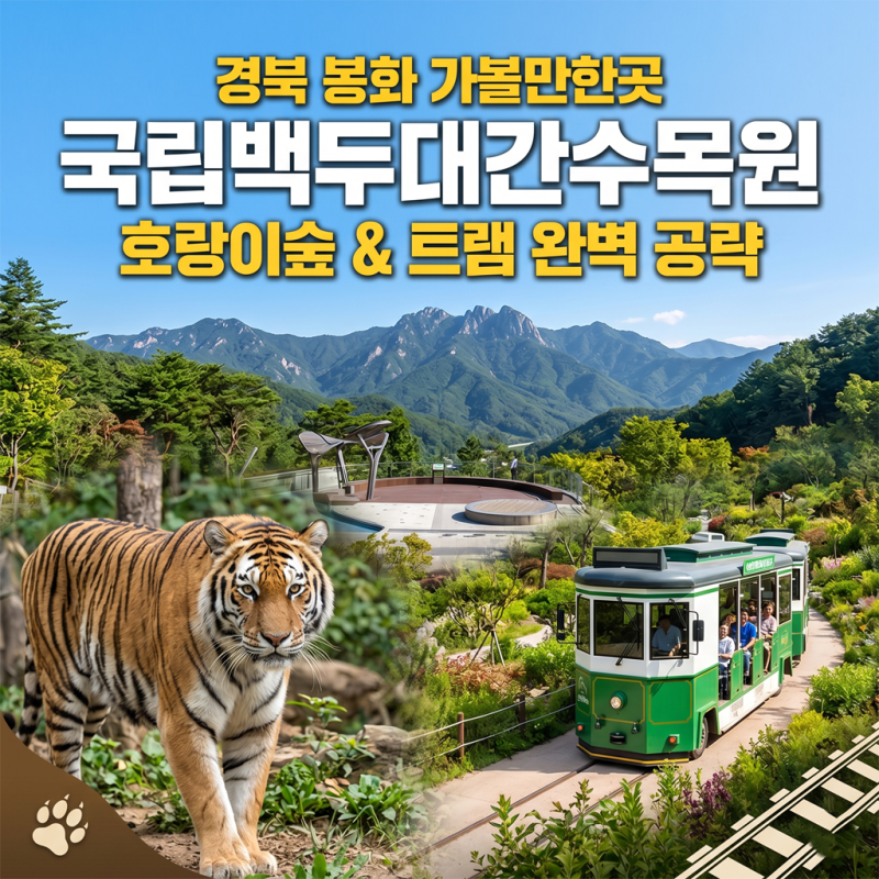 [봉화 가볼만한곳] 아시아 최대 규모! 국립백두대간수목원 호랑이숲부터 트램 예매, 근처 맛....