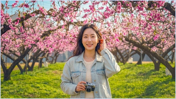  벚꽃 엔딩? 이제 핑크빛 복사꽃 타임! 이천 도화지 카페, 지금 안 가면 1년 기다려야 해요