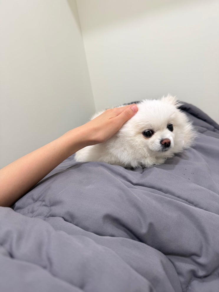 강남 속눈썹펌 추천 : 삼성동 속눈썹 잘 하는 바이수 솔직 후기 (반려동물 동반)