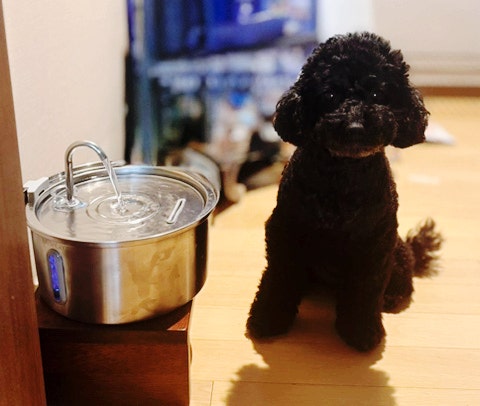  아직도 강아지물그릇 쓰세요? 물 안 먹던 강아지가 먼저 찾는 로제코 강아지정수기 추천