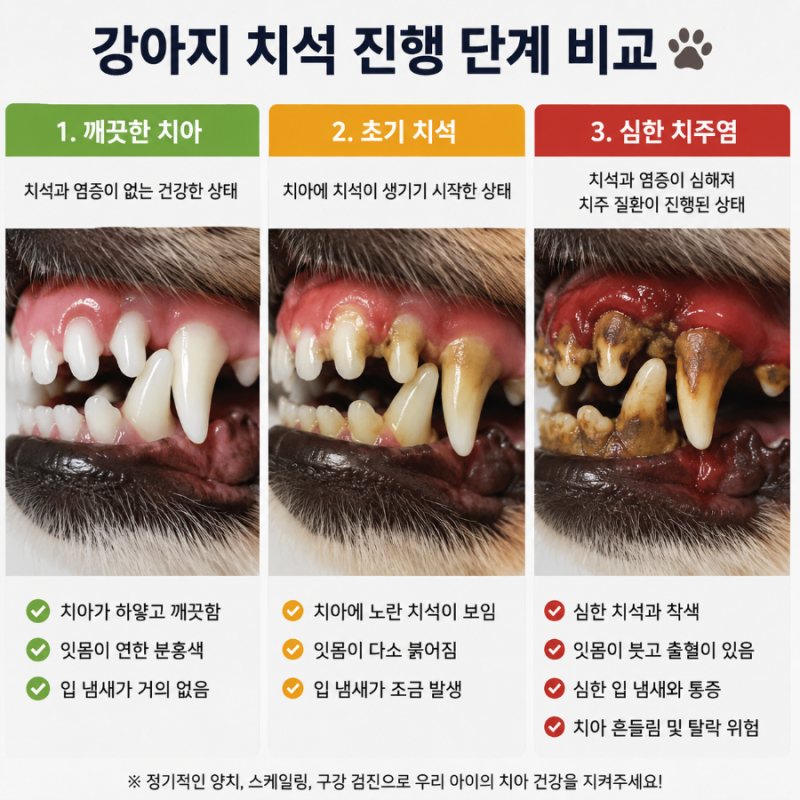 강아지 스케일링 꼭 해야 할까? 비용,주기,마취 위험까지 총정리