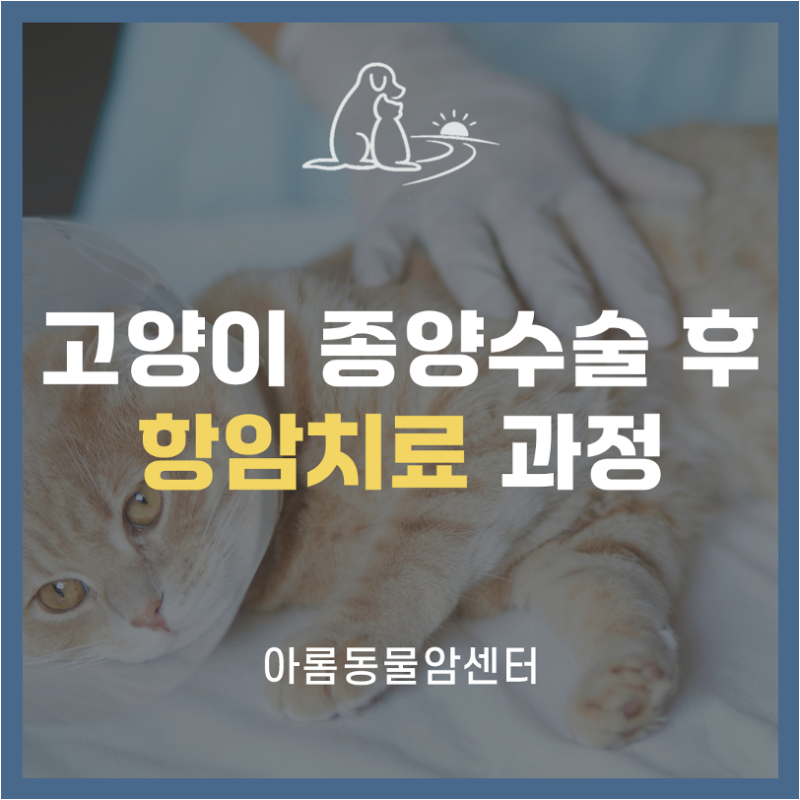 고양이 종양 수술 후 항암 치료, 꼭 해야 할까? 필요한 경우와 치료 기준 - 인천 송도 아롬동....