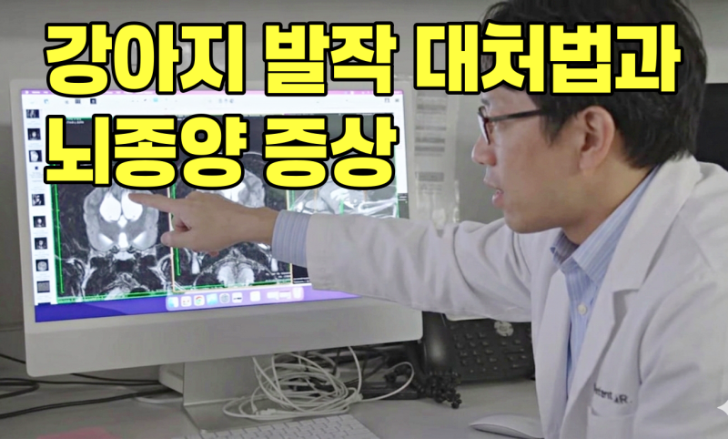 강아지 발작 대처법 및 뇌종양 증상 총정리: 5세 이상 첫 경련 주의 (서대문 한솔동물병원)