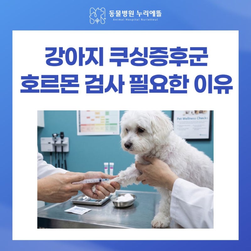 강아지 쿠싱증후군 검사 꼭 해야 할까? 혈액검사만으로 부족한 이유