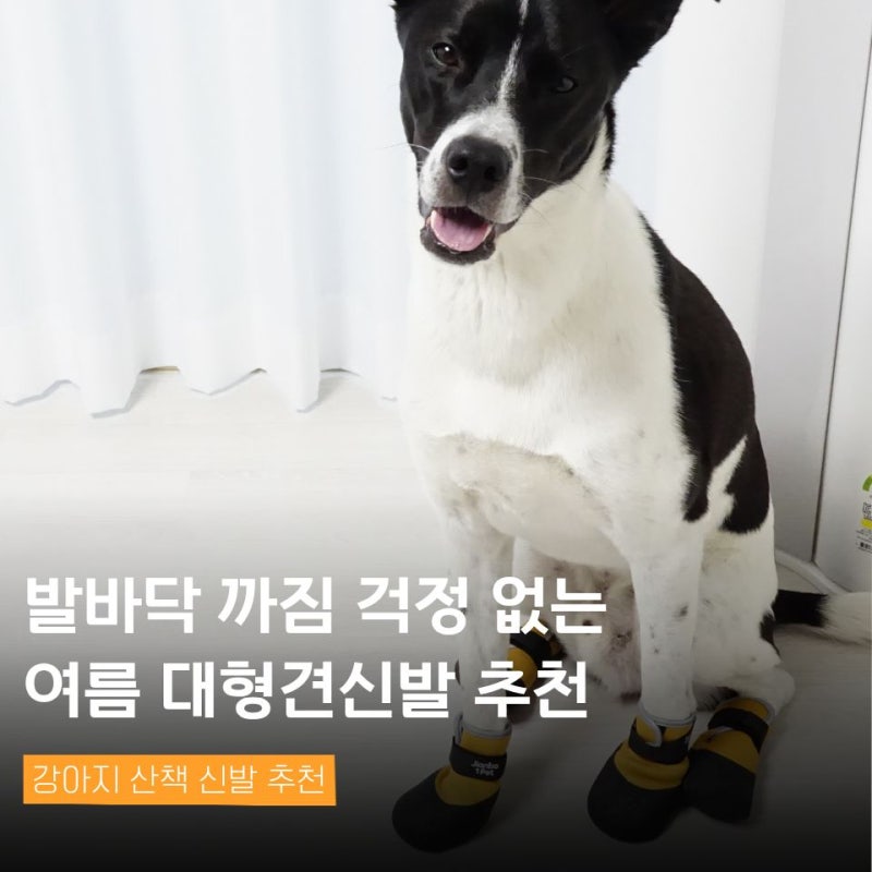 대형견신발 위드레오 강아지 산책 신발 발바닥까짐 추천